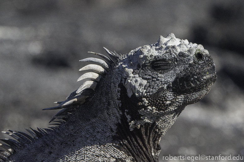 galapagos iguana